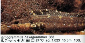 Ernogrammus hexagrammus